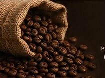 Premium coffee beans